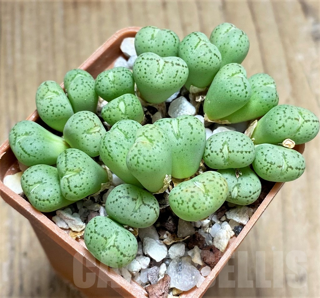 SHPR10995 Conophytum uviforme haage