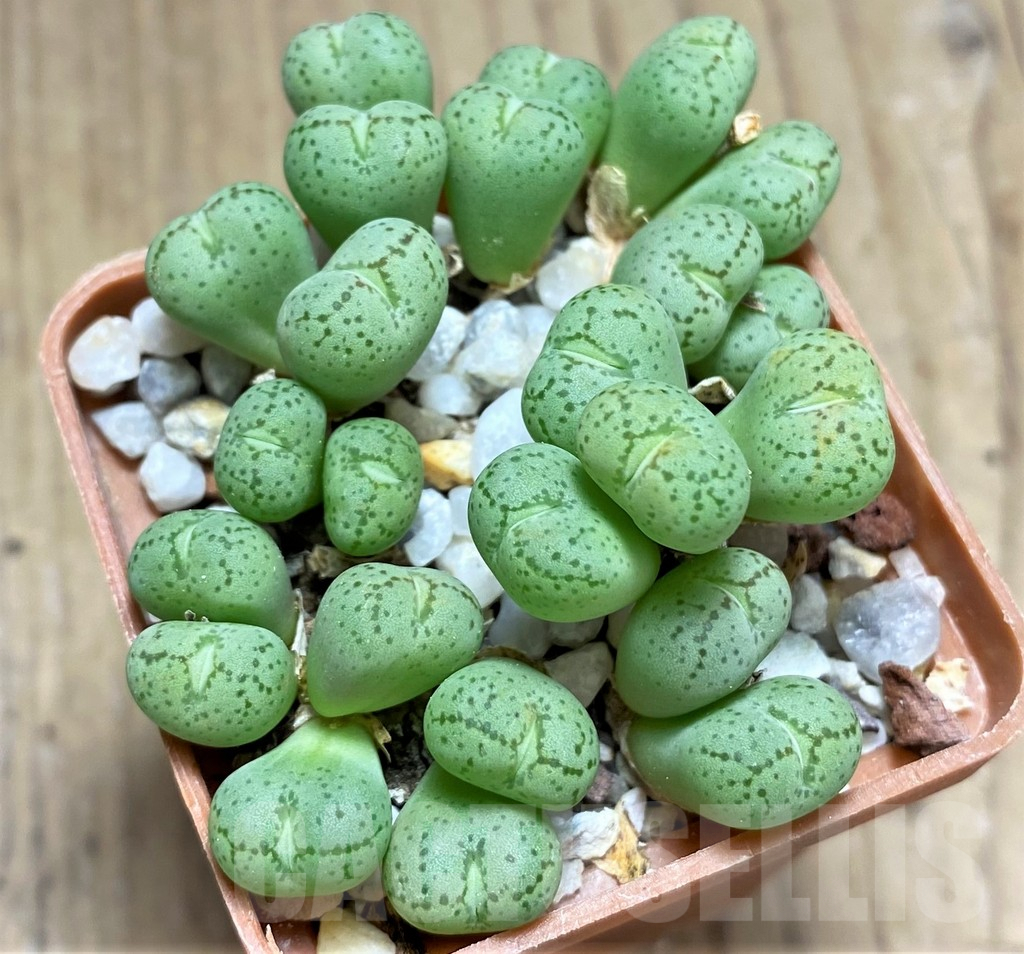 SHPR10995 Conophytum uviforme haage - 画像 (2)