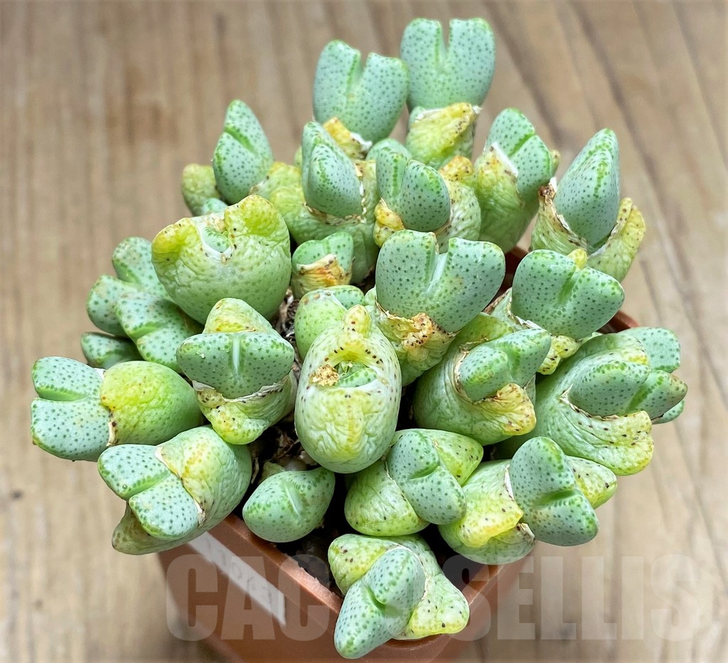 SHPR11043 Conophytum ernianum