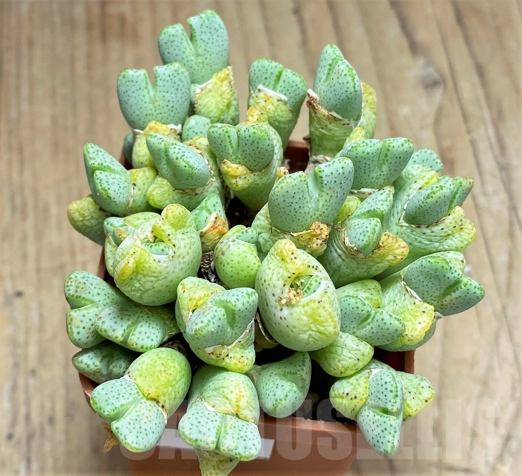 SHPR11043 Conophytum ernianum - Image 2