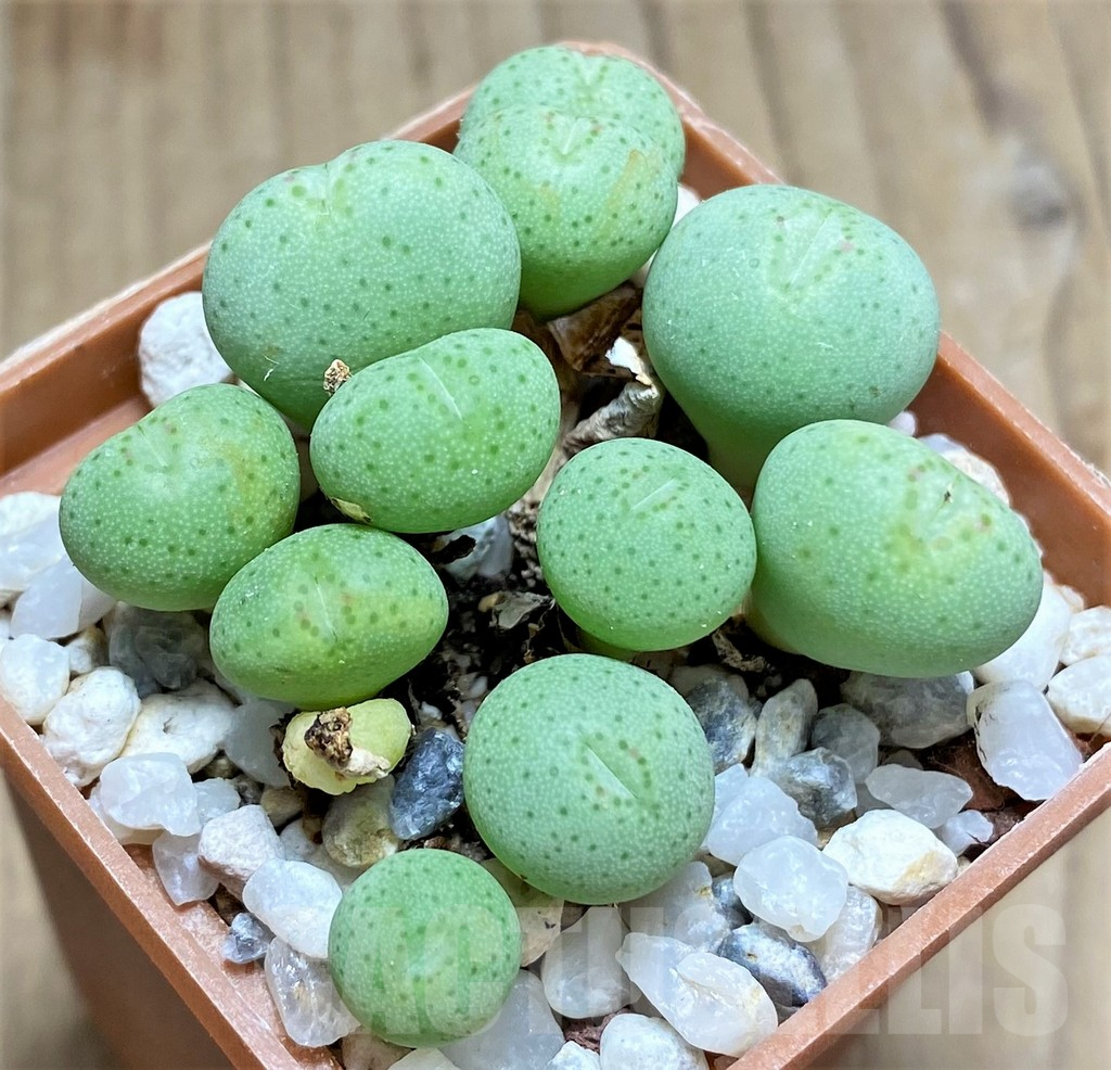 SHPR11045 Conophytum gratum ex M.G.1425.5 - 画像 (2)
