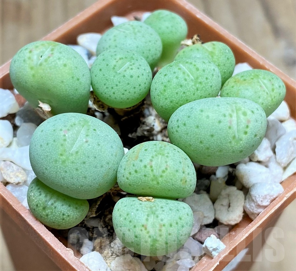 SHPR11045 Conophytum gratum ex M.G.1425.5