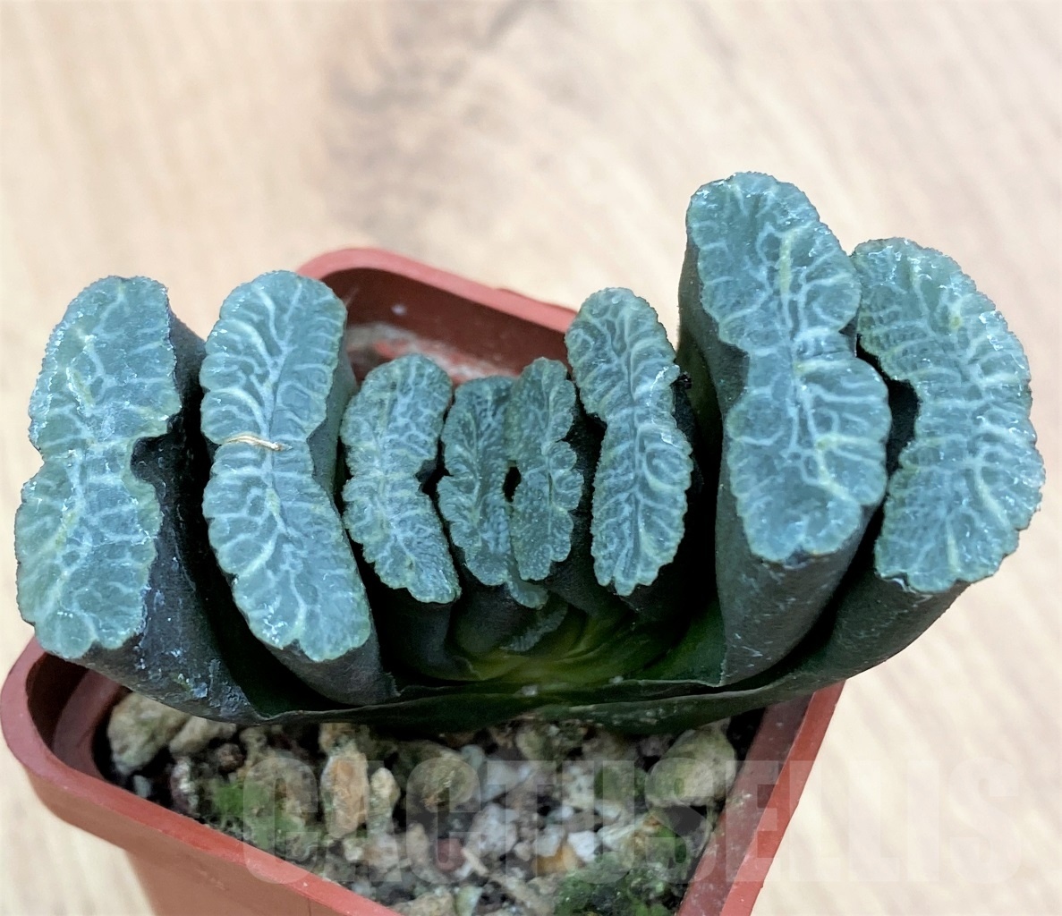 SHPR10654 Haworthia truncata