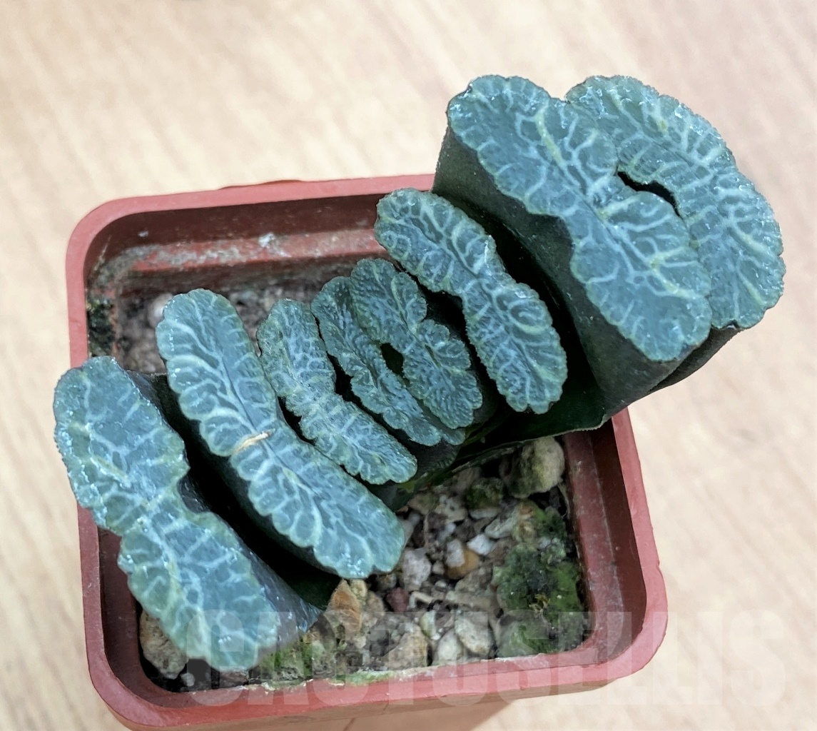 SHPR10654 Haworthia truncata - Image 2