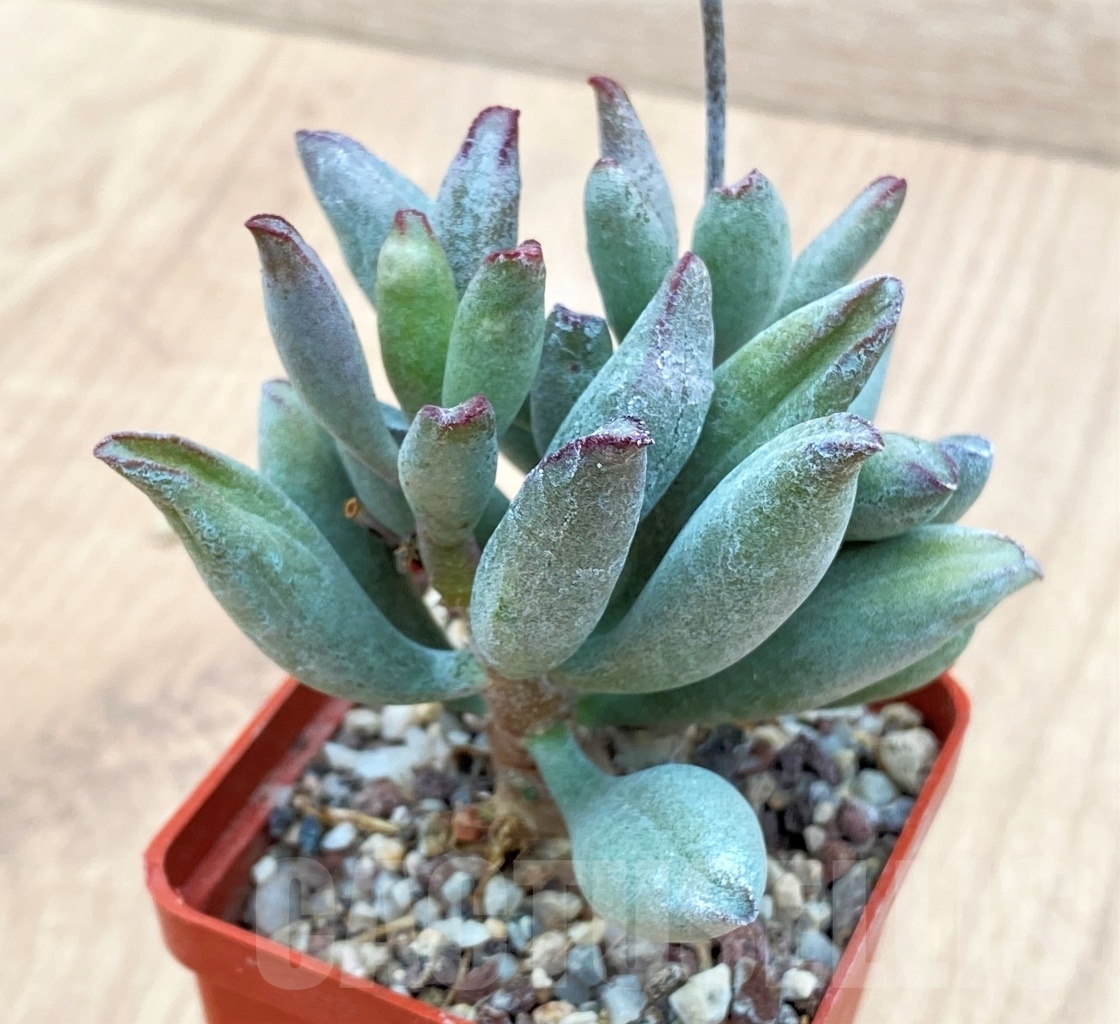 SHPR10658 Adromischus marianae v. kubusensis - Image 2