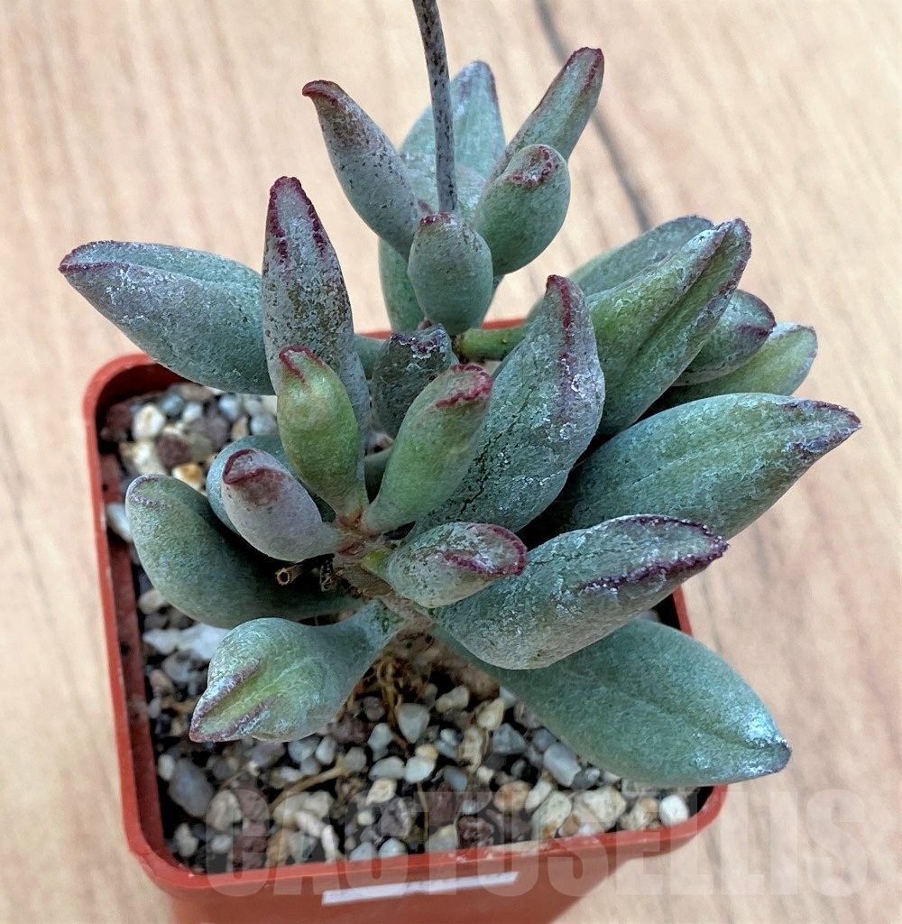 SHPR10658 Adromischus marianae v. kubusensis
