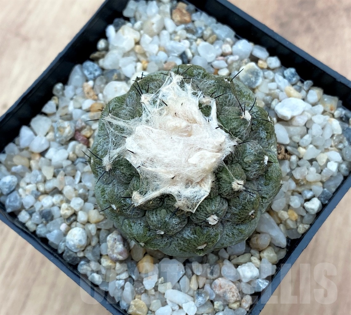 SHPR10661 Copiapoa hypogaea 'Lizard Skin' – Bild 2