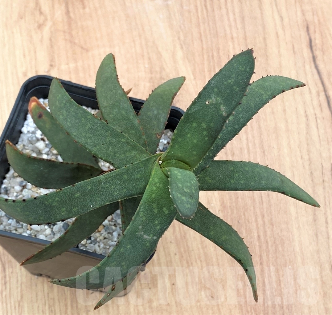 SHPR10696 Gasteria rawlinsonii