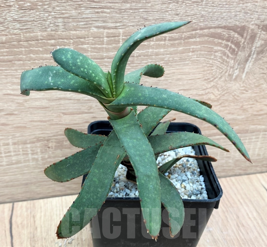 SHPR10696 Gasteria rawlinsonii - Image 2