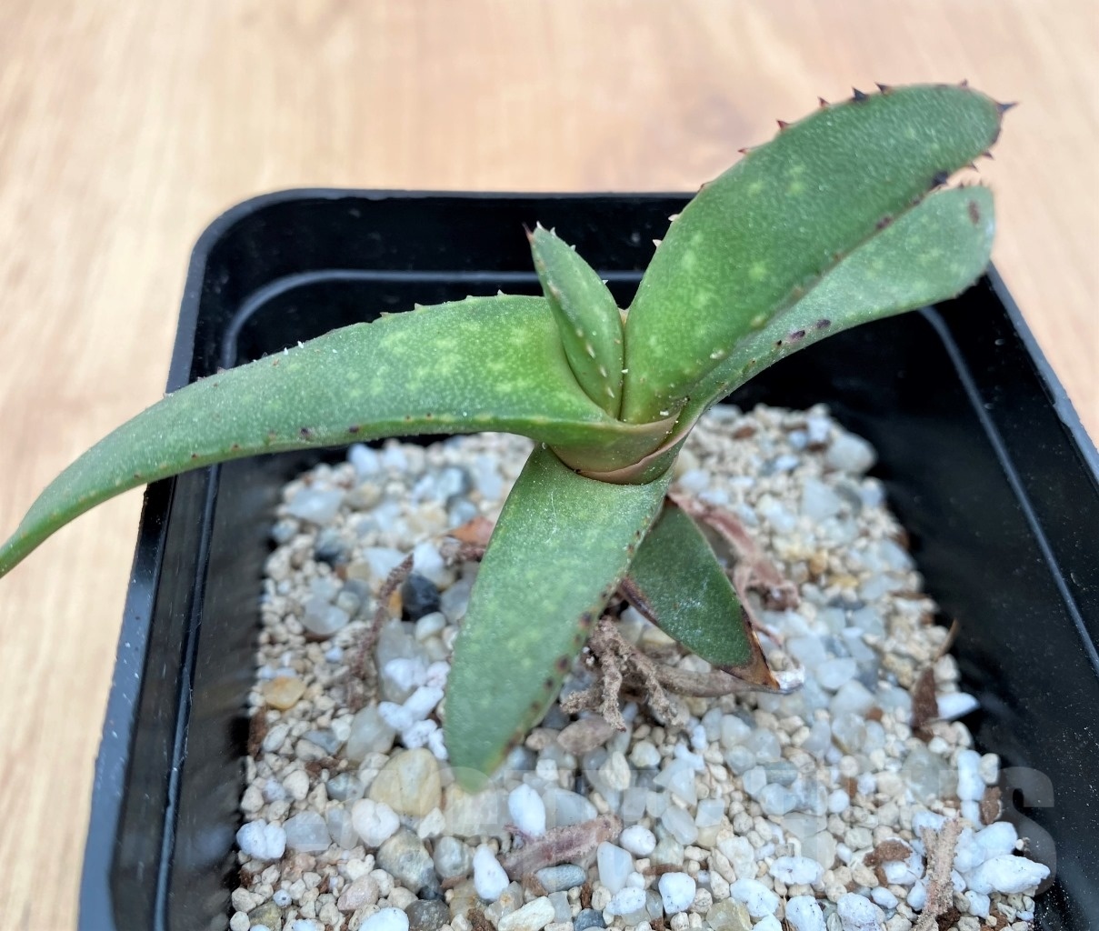 SHPR10662 Gasteria rawlinsonii