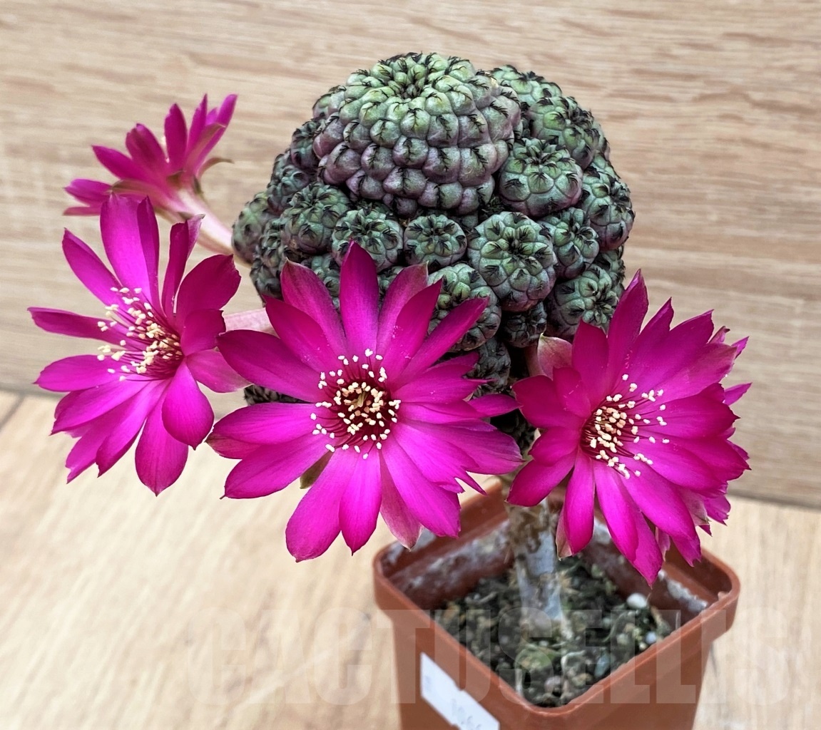 SHPR10664 Sulcorebutia rauschii