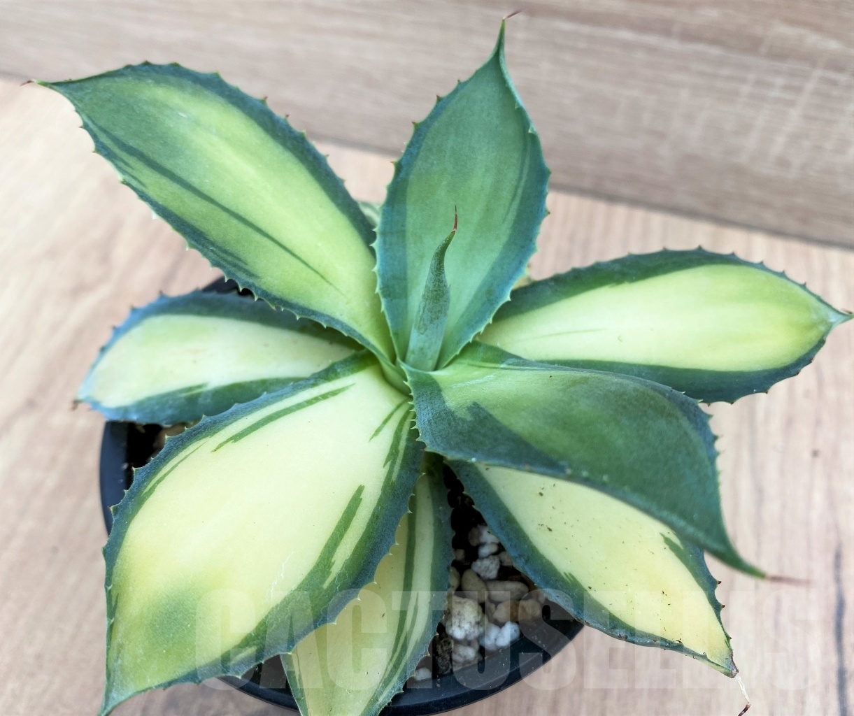 SHPR10665 Agave potatorum var. isthmensis