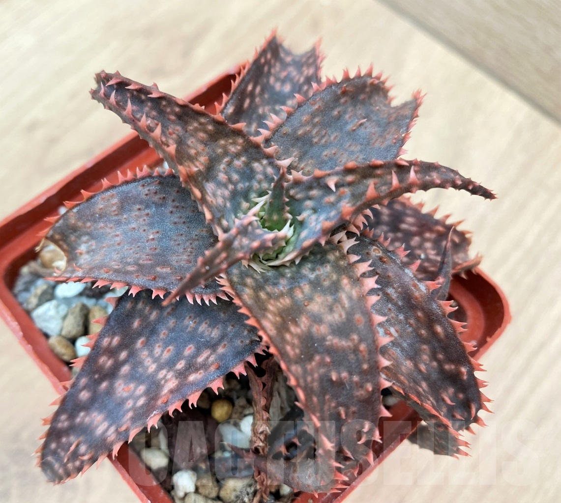 SHPR10666 Aloe Hybrid