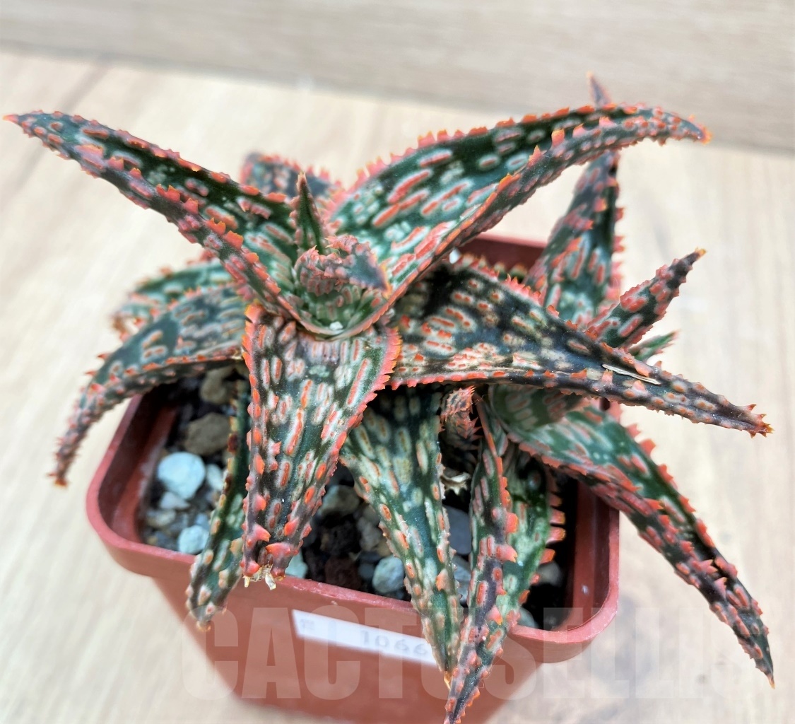 SHPR10667 Aloe Hybrid