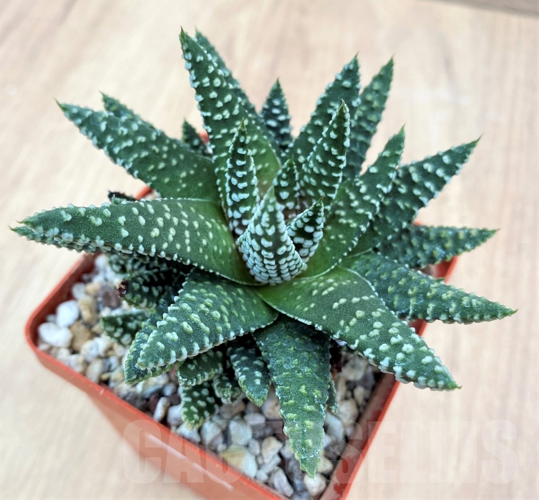 SHPR10668 Haworthia pumila pinot