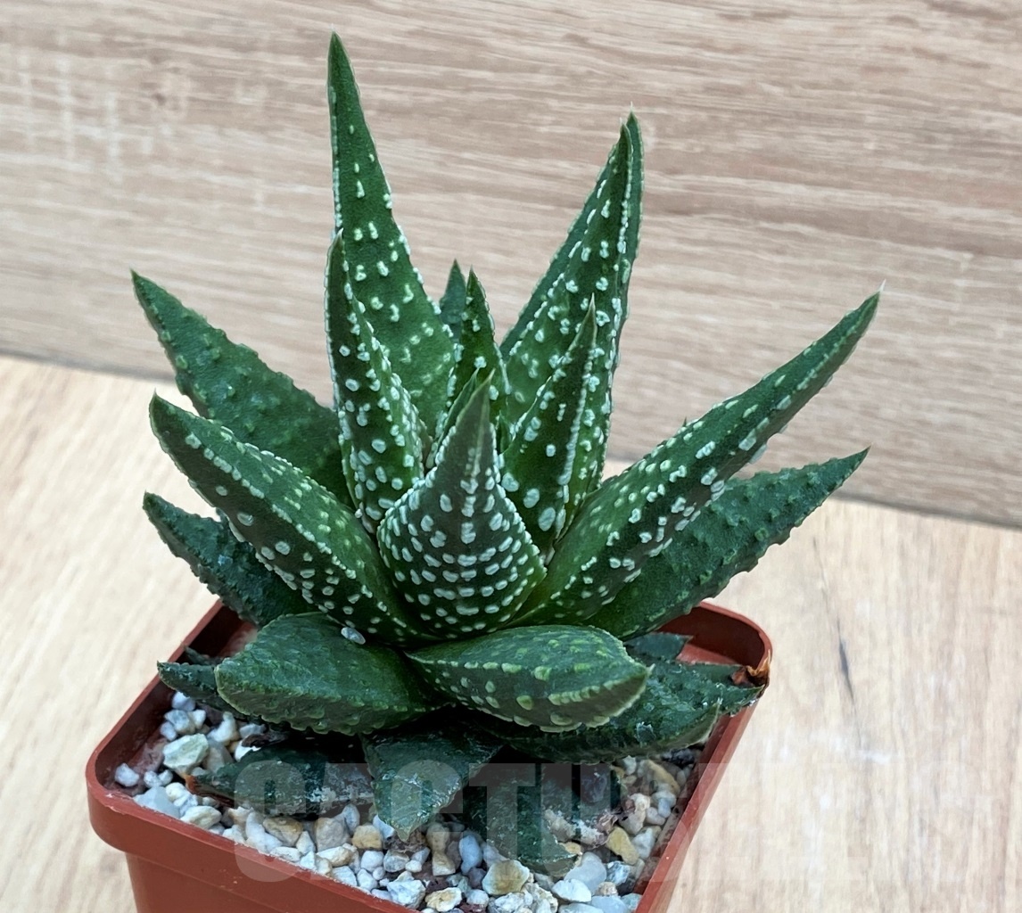 SHPR10669 Haworthia pumila pinot