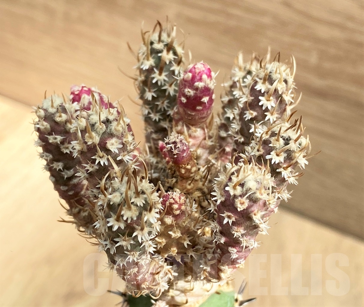 SHPR10670 Toumeya papyracantha f. monstrosa, grafted