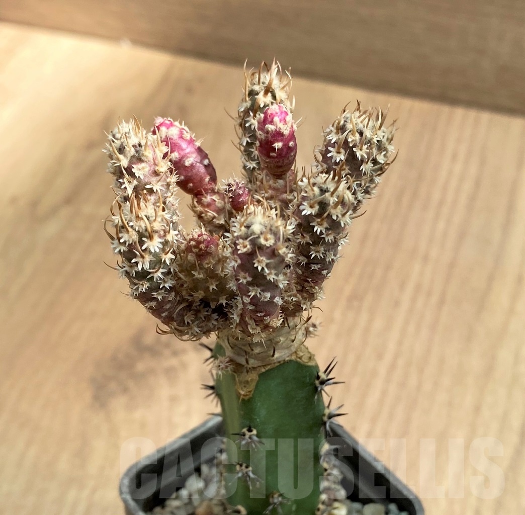 SHPR10670 Toumeya papyracantha f. monstrosa, grafted - Image 2