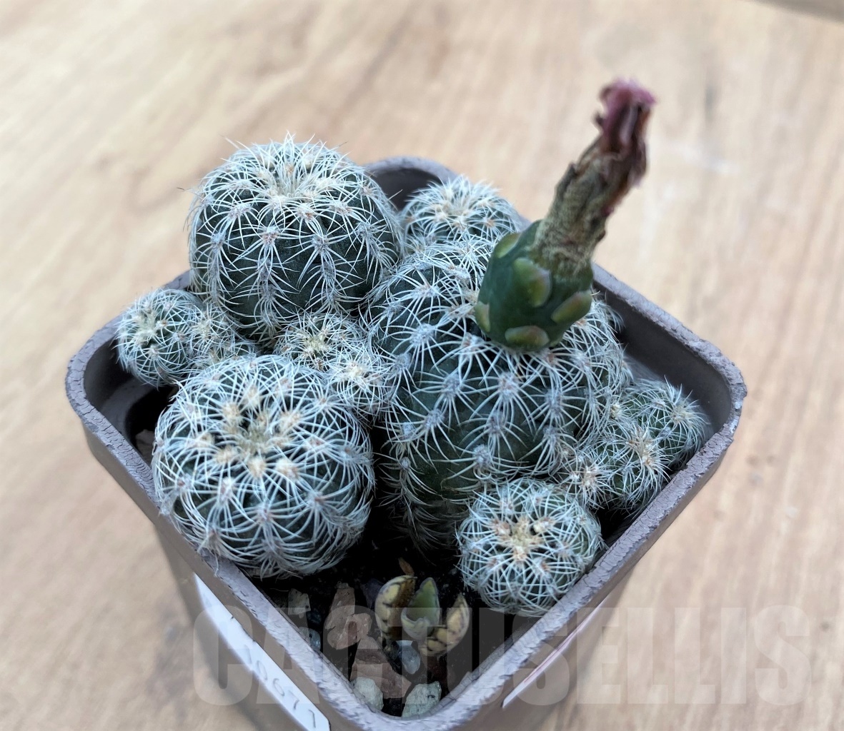 SHPR10671 Gymnocalycium bruchii v. albispinum