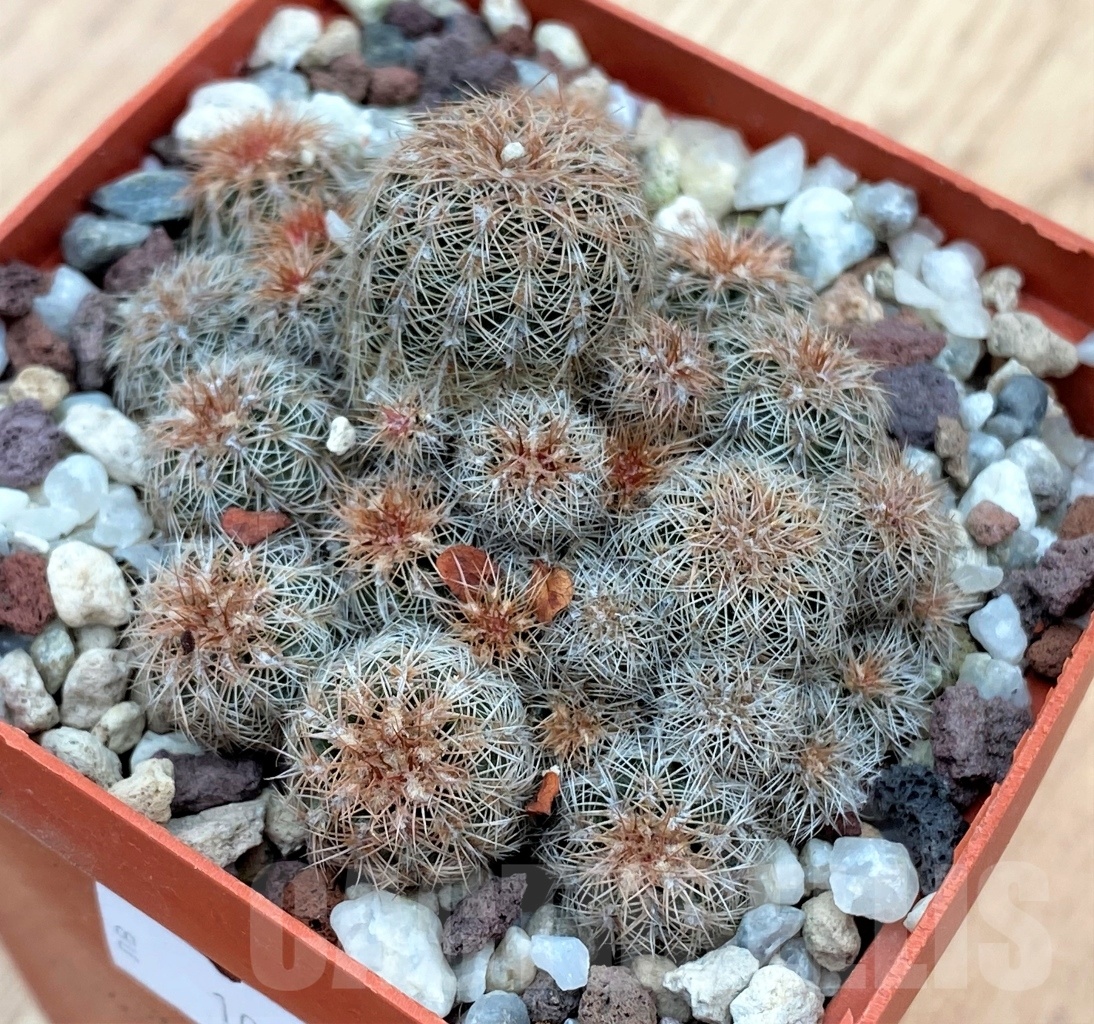 SHPR10673 Gymnocalycium bruchii