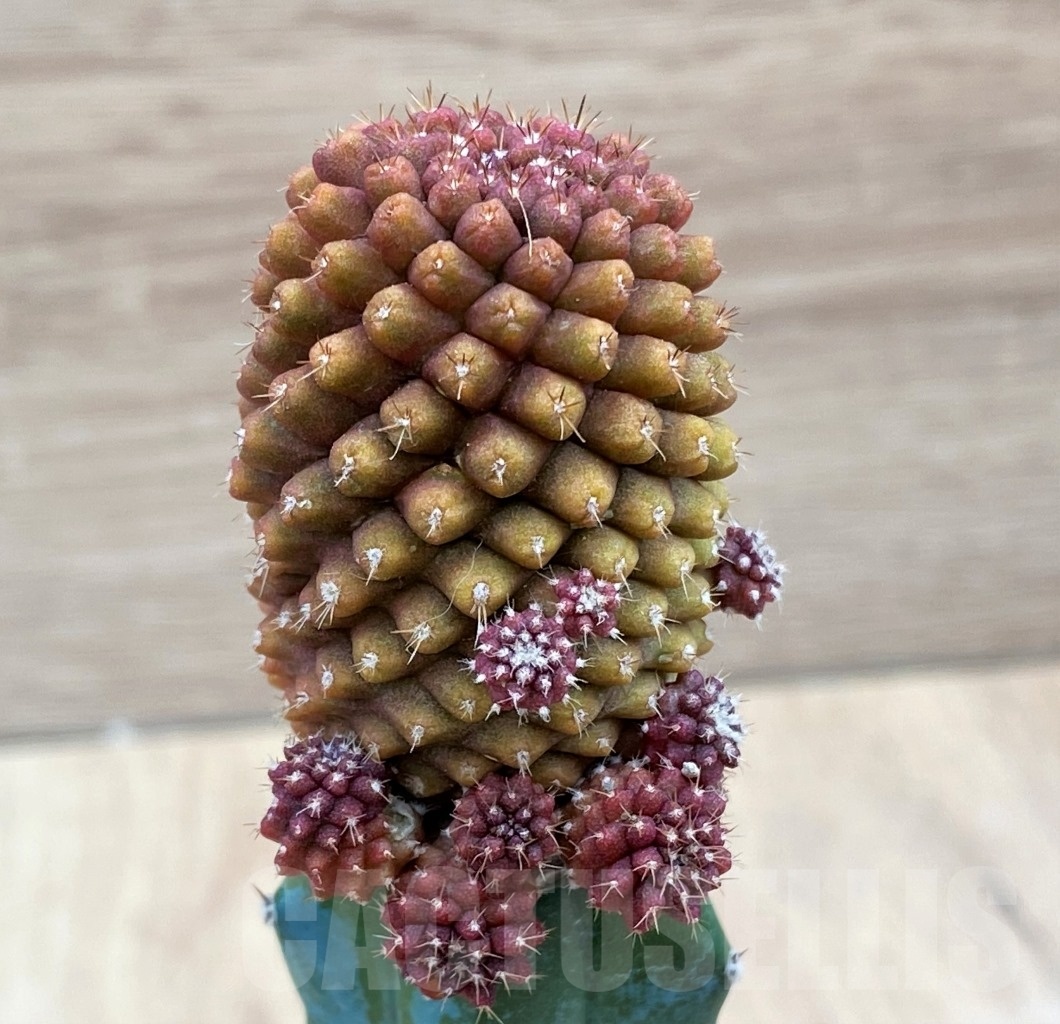 SHPR10674 Thelocephala sp f. monstrosa, grafted