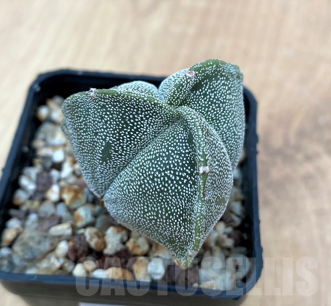 SHPR10675 Astrophytum myriostigma f. tricostatum - Image 2