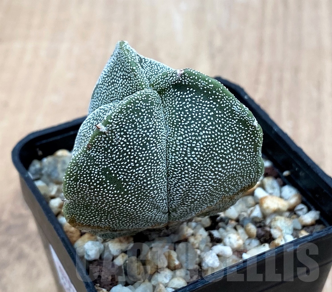 SHPR10675 Astrophytum myriostigma f. tricostatum