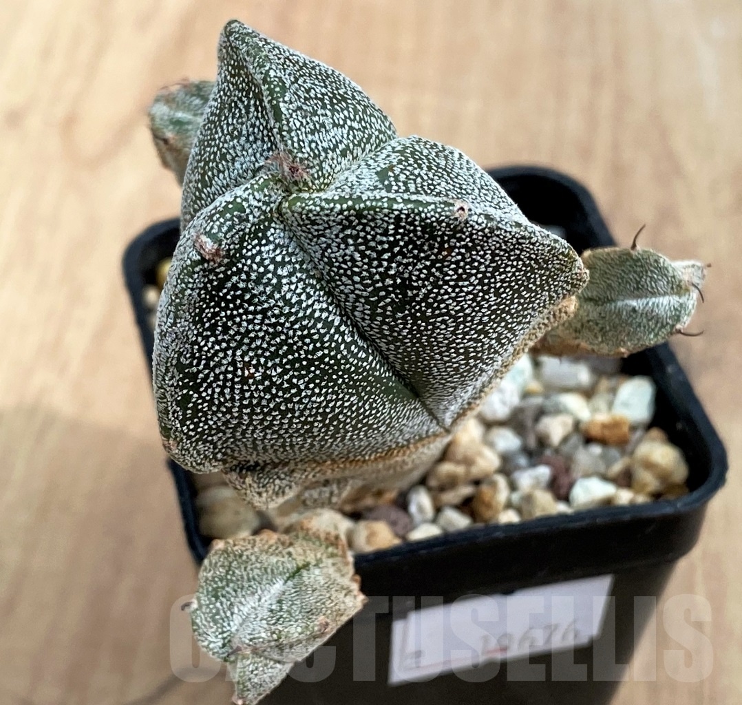 SHPR10676 Astrophytum myriostigma f. tricostatum