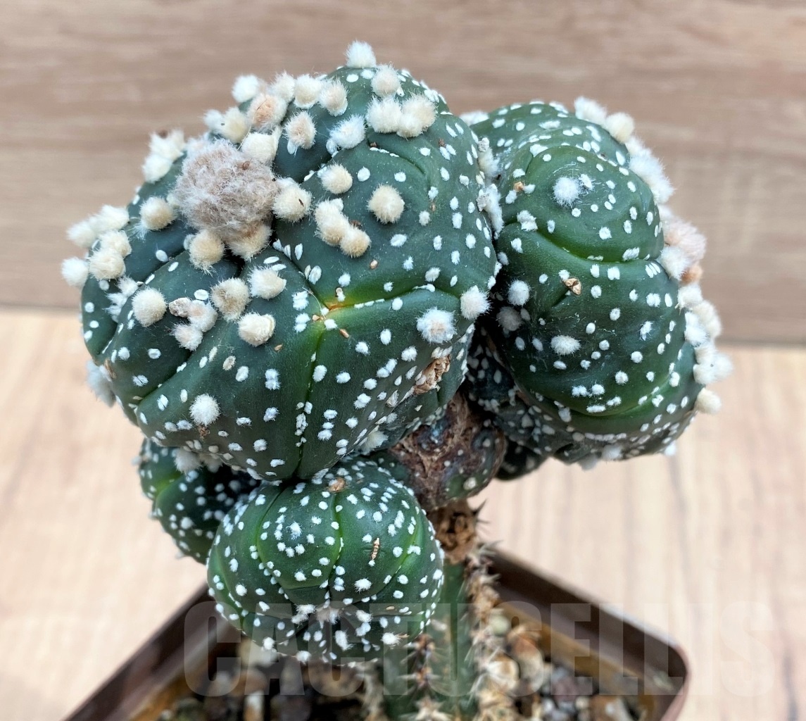 SHPR10677 Astrophytum asterias 'Hanazono', grafted - Obrázek 2