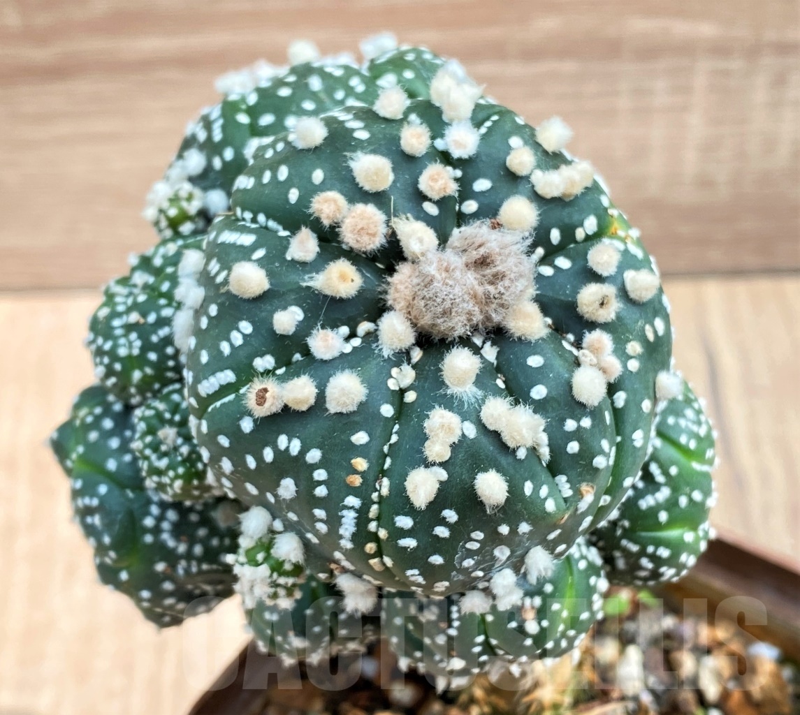 SHPR10677 Astrophytum asterias 'Hanazono', grafted