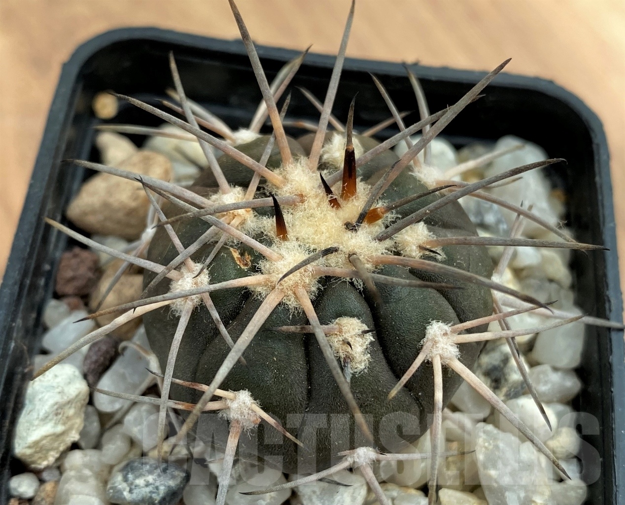 SHPR10683 Gymnocalycium spegazzinii LB 4731