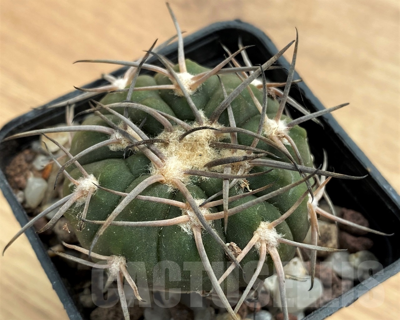 SHPR10686 Gymnocalycium spegazzinii LB 4731