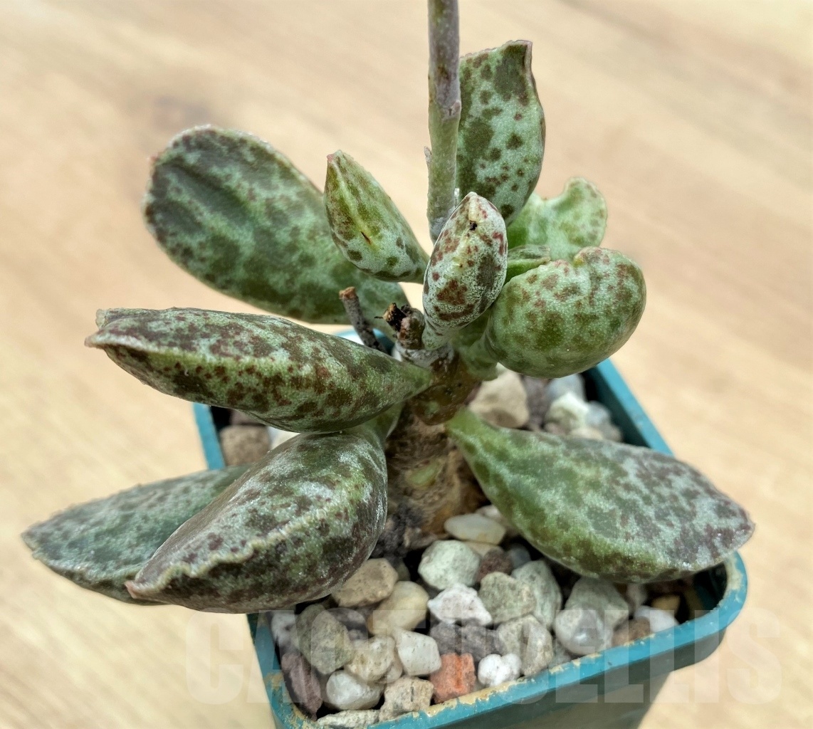 SHPR10656 Adromischus marianae 'Bryan makin'