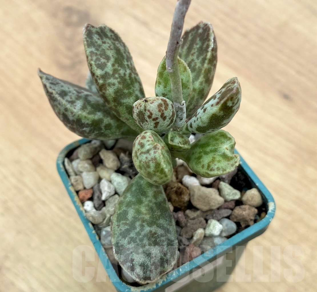 SHPR10656 Adromischus marianae 'Bryan makin' - Image 2