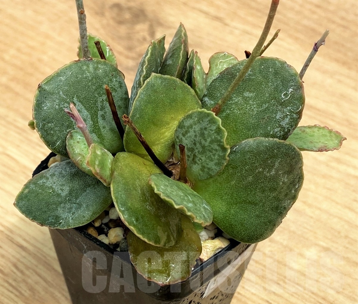 SHPR10659 Adromischus schuldtianus SH473 - Obrázek 2