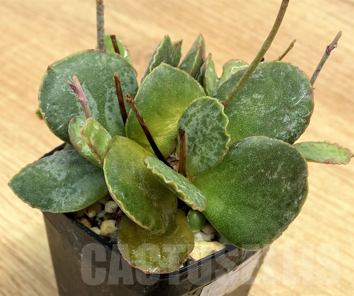 SHPR10659 Adromischus schuldtianus SH473
