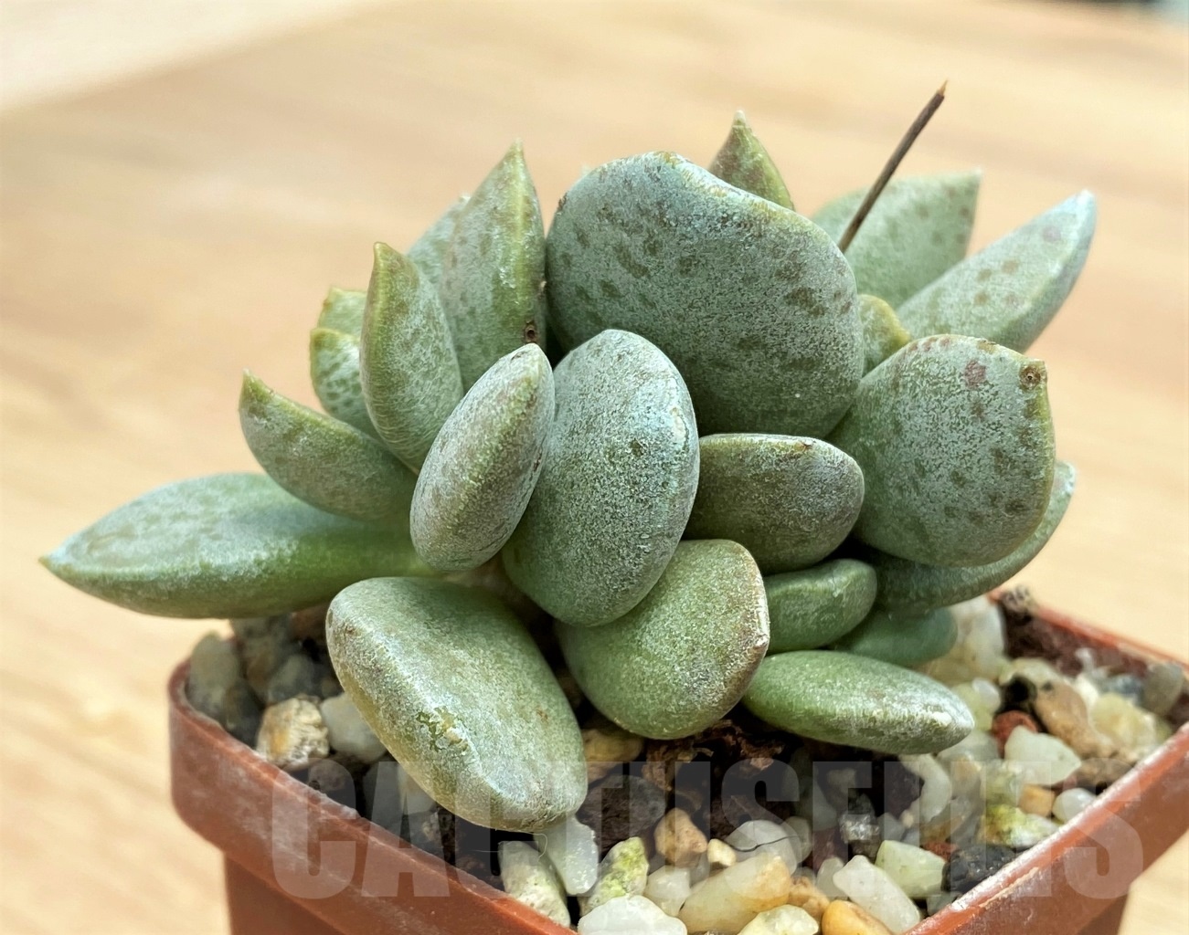 SHPR10655 Adromischus umbraticola 'Green blue leaf' - Image 2