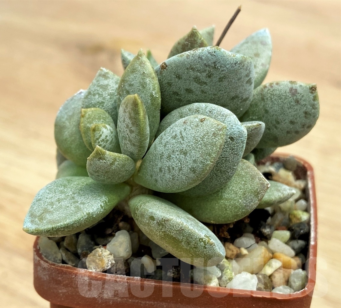 SHPR10655 Adromischus umbraticola 'Green blue leaf'