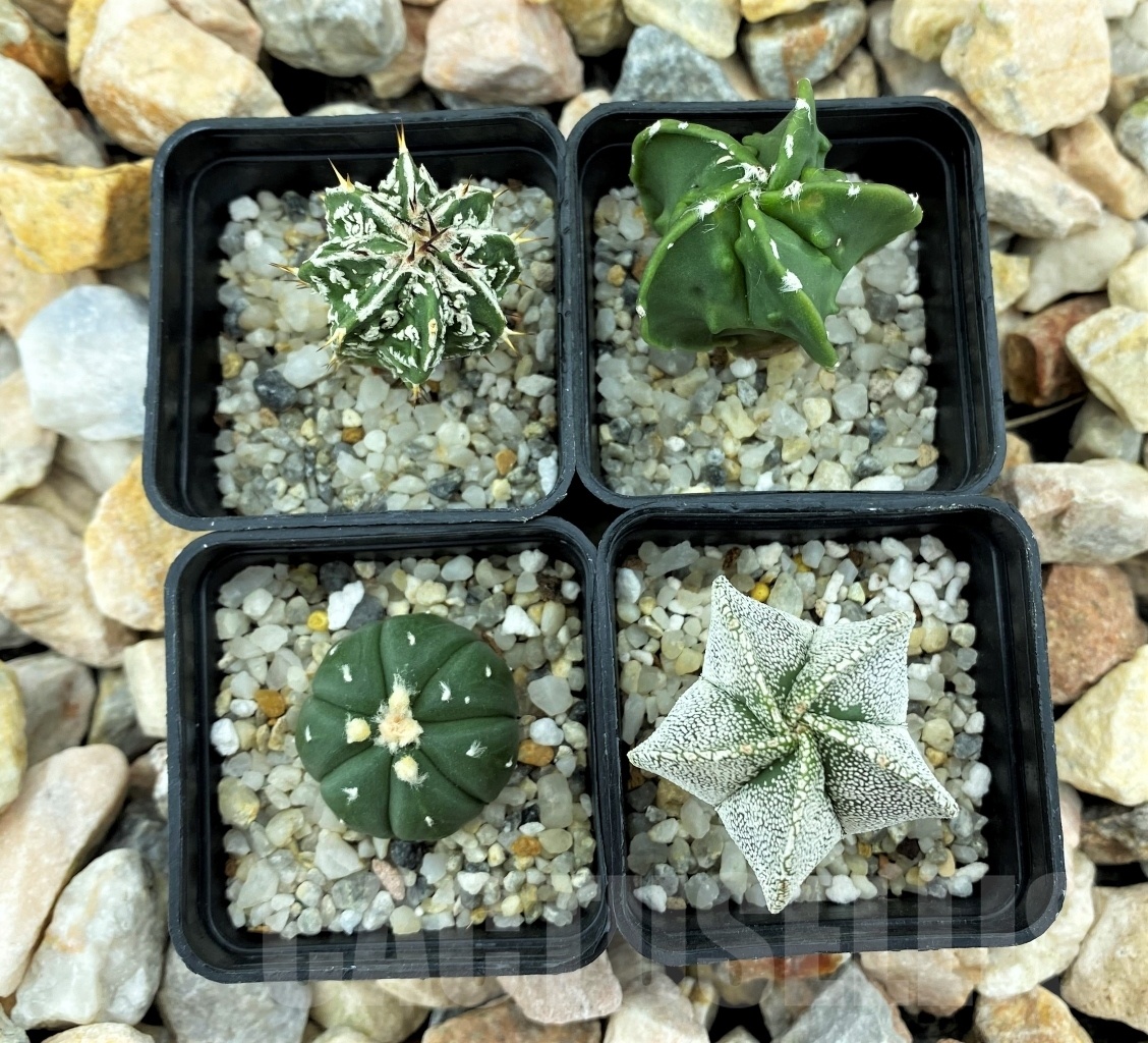 SET 14 Astrophytum hybrid mix 4 pcs