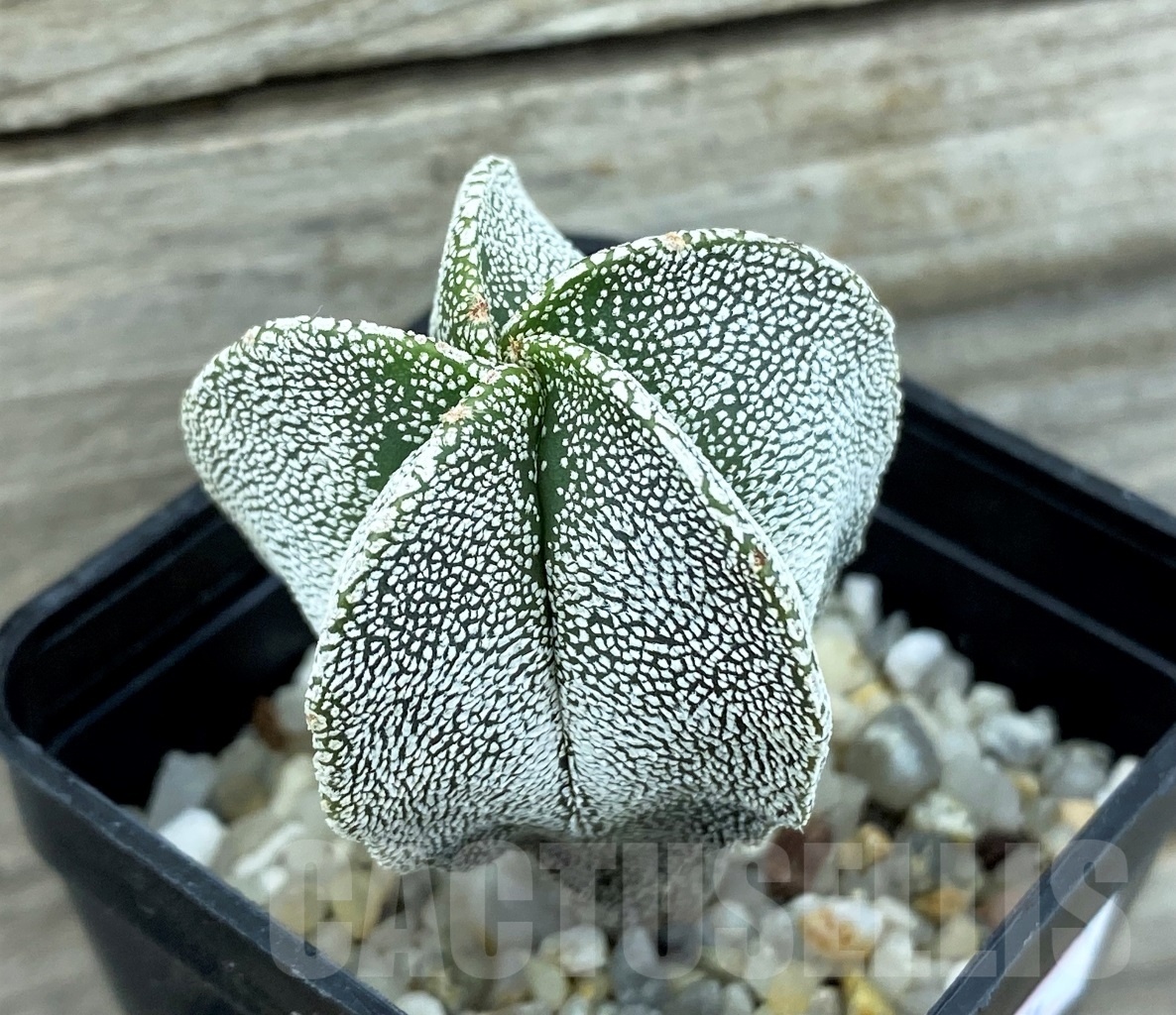 SET 14 Astrophytum hybrid mix 4 pcs - Obrázek 2