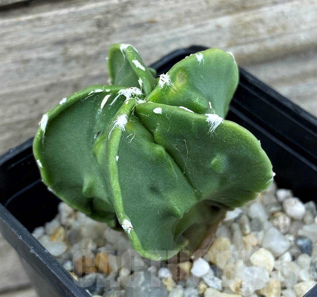 SET 14 Astrophytum hybrid mix 4 pcs - Obrázek 3