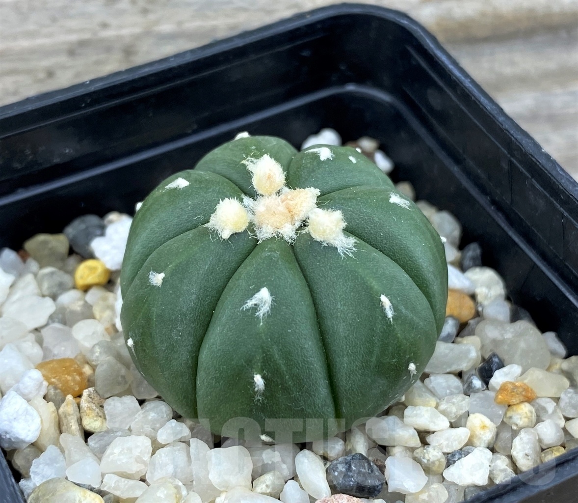 SET 14 Astrophytum hybrid mix 4 pcs - Obrázek 4