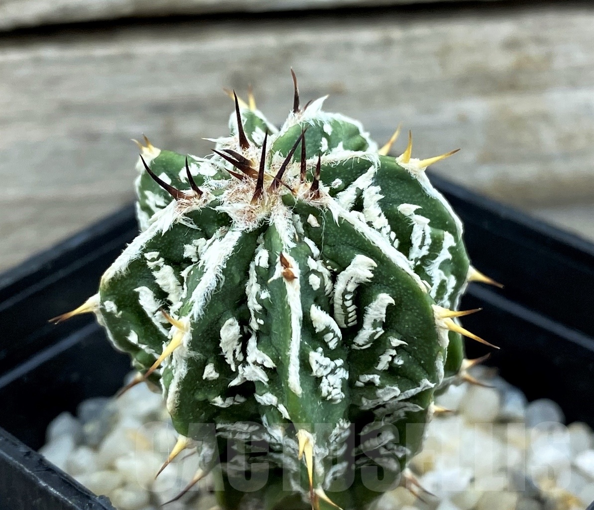 SET 14 Astrophytum hybrid mix 4 pcs - Obrázek 5