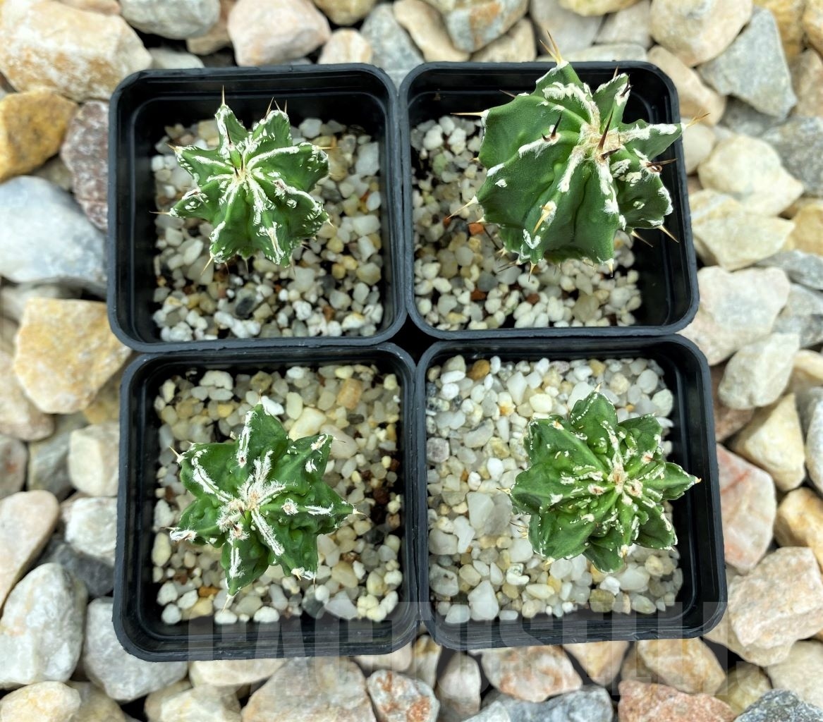SET 15 Astrophytum hybrid mix 4 pcs