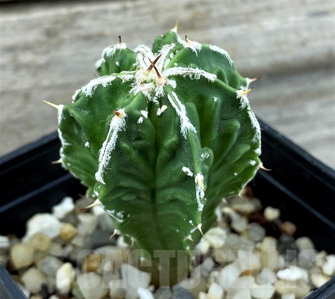 SET 15 Astrophytum hybrid mix 4 pcs - Image 2