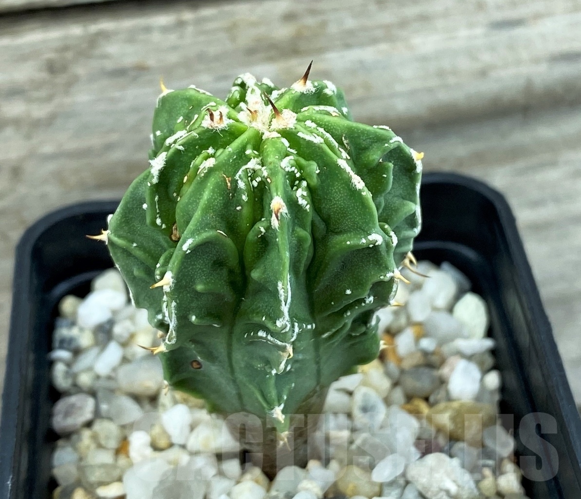 SET 15 Astrophytum hybrid mix 4 pcs - Image 3