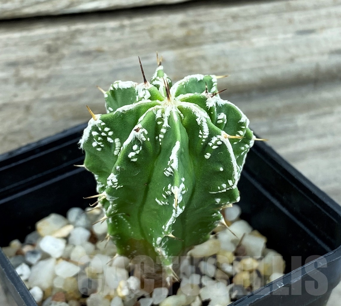 SET 15 Astrophytum hybrid mix 4 pcs - Image 4