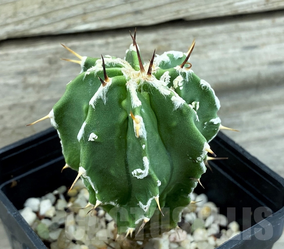 SET 15 Astrophytum hybrid mix 4 pcs - Image 5
