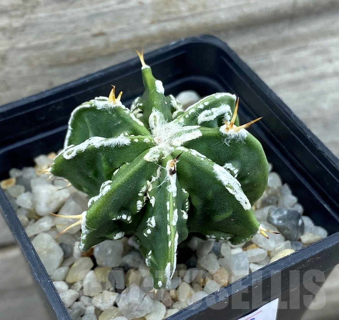 SET 18 Astrophytum hybrid mix 4 pcs - Obrázek 3