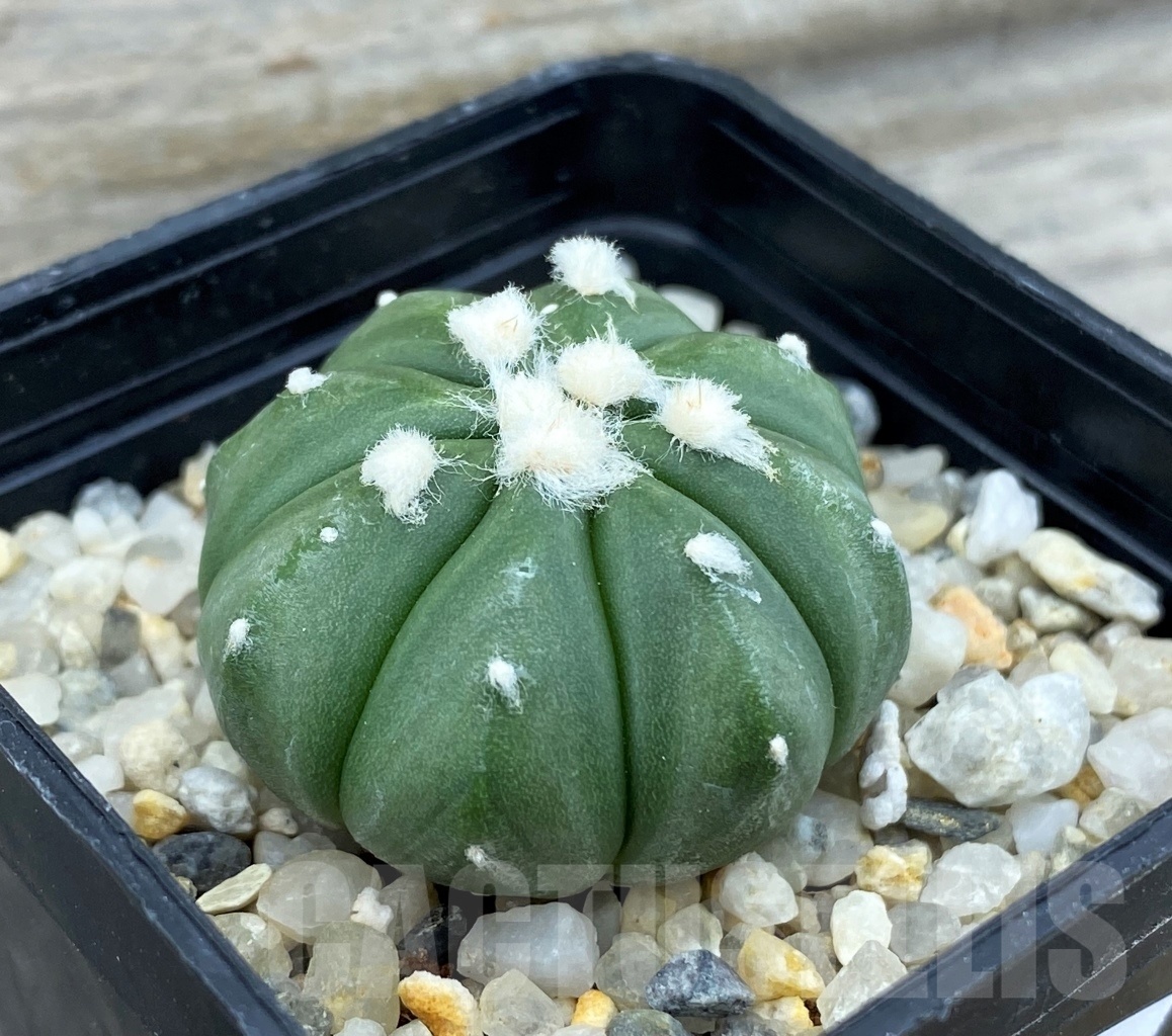 SET 18 Astrophytum hybrid mix 4 pcs - Obrázek 4